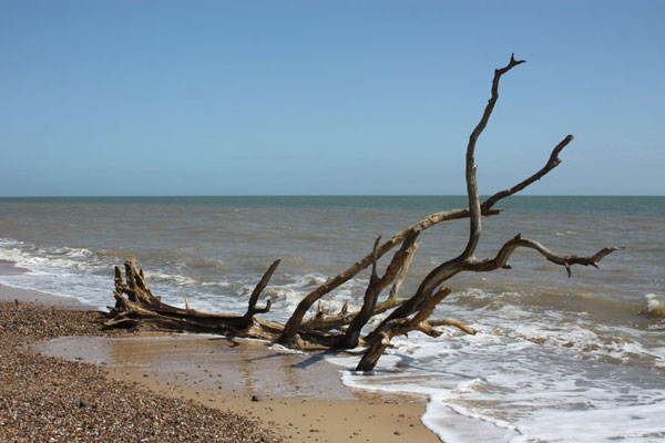 A Walk at Covehithe