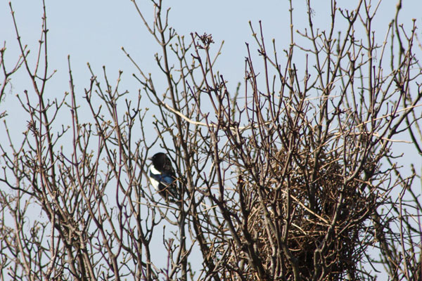 Dawn Chorus in the City