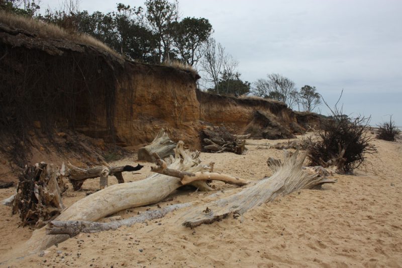 Covehithe beach trees