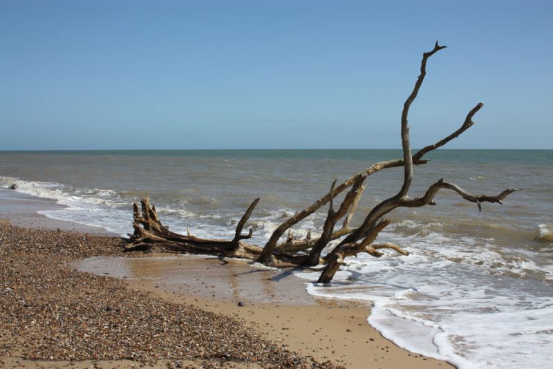 Covehithe tree in the sea