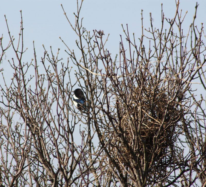 Magpie Nest