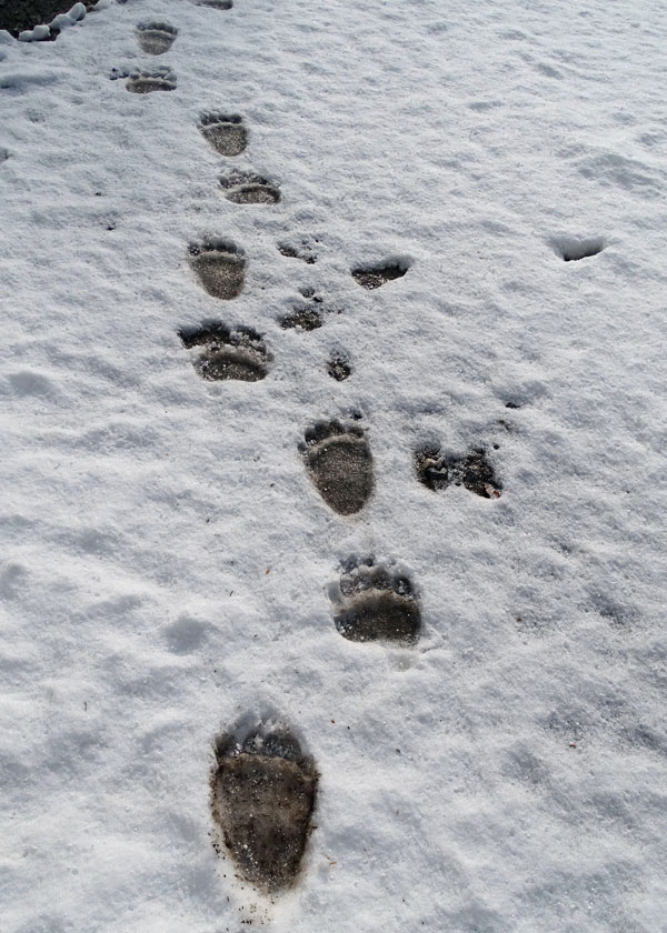 Bear prints