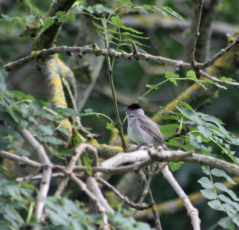 Blackcap