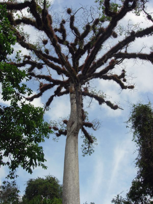 Ceiba Tree