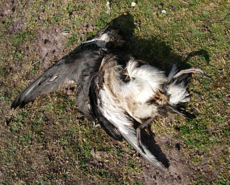 Dead Manx Shearwater