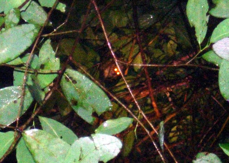 Slow Loris in Tree